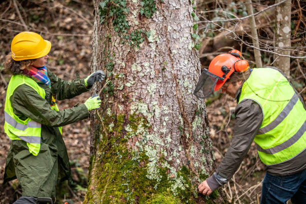 Best Storm Damage Tree Cleanup  in Carnot Moon, PA