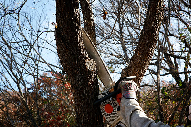 How Our Tree Care Process Works  in  Carnot Moon, PA