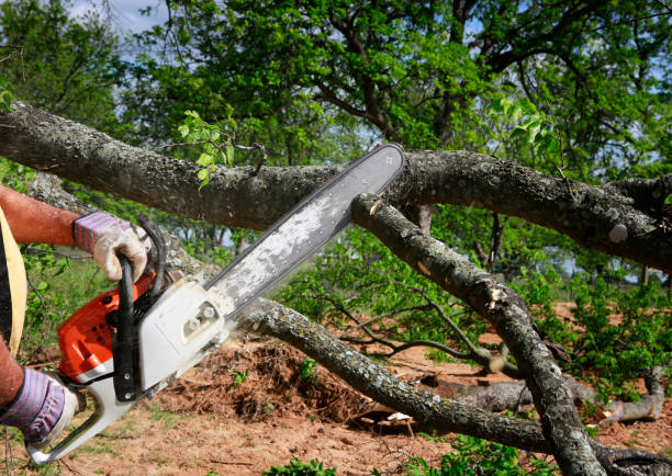 Professional Tree Removal Services in Carnot Moon, PA